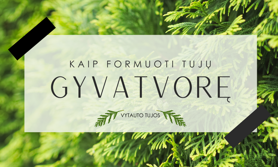 Kaip formuoti tujų gyvatvorę?