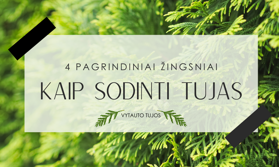 Kaip sodinti tujas: 4 pagrindiniai žingsniai